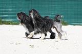 PETIT CHIEN LION 181